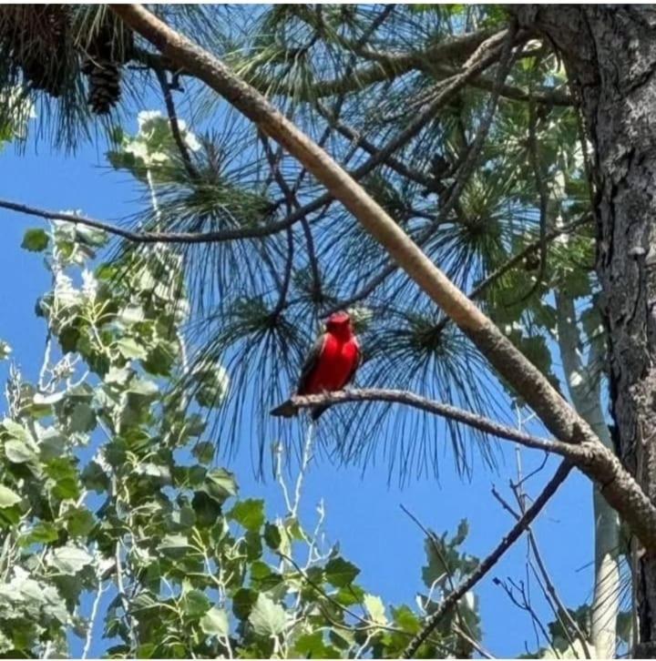 Villa La Narcisa Pehuajó Esterno foto
